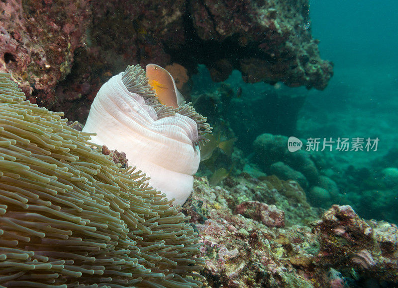 小丑鱼海葵臭鼬(Amphiprion ephippium)